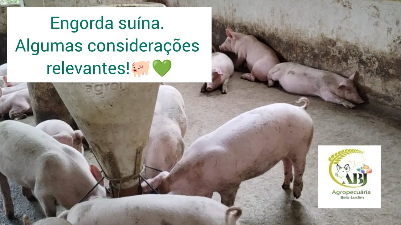 Engorda suína. Algumas considerações relevantes!🐖💚