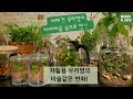 SUB) 버리는 유리병으로 고급진 테라리움 숲 만들기 / 누구나 따라하는 소규모 테라리움 만들기 상세한 과정