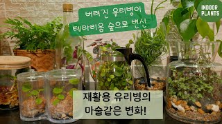 Create a luxurious terrarium forest with discarded glass bottles