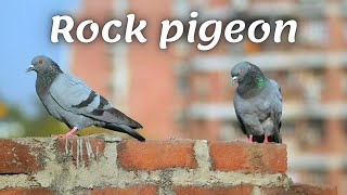 The rock pigeon is a species of bird of the pigeon family.