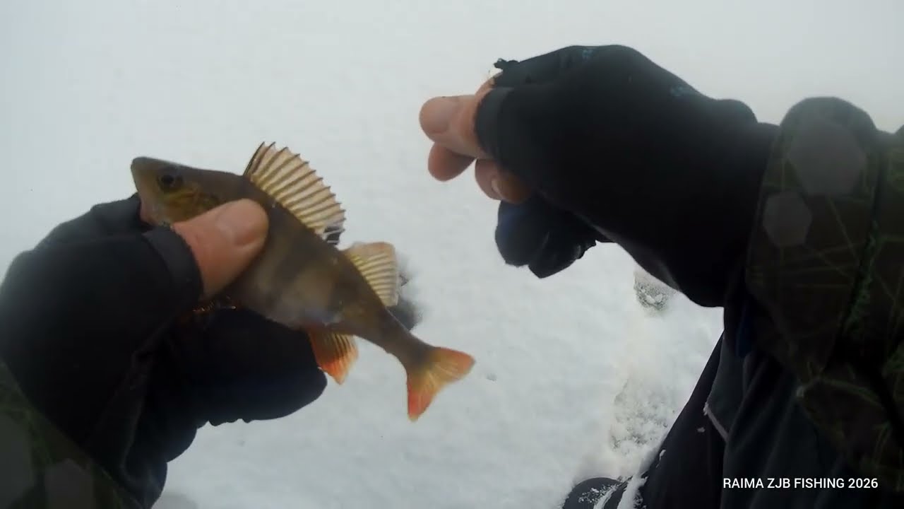 VĖL ANT LEDO / STAJAKAS (UŽTVANKA) / ANT PINKOS 