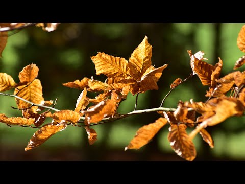 Jesienna Spokojna Muzyka Relaksacyjna Do Snu ♫ Jesienna Nostalgia Wyciszająca Muzyka Na Spokojny Sen