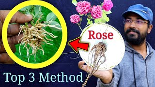 Top 3 ideas on How to grow Rose plant at home from cuttings | Rose plant growing tips in Hindi