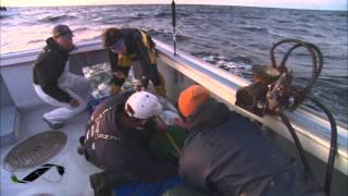 SUPERFISH BLUEFIN TUNA