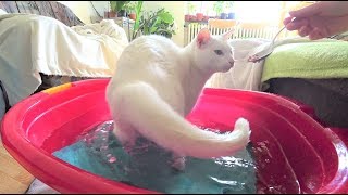 Tutorial: How to get a Cat used to Water/a Bath (no Stress/Forcing) Part 1: Water till Belly