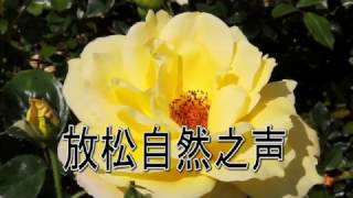 1小时天籁放松 - 花卉 - 鸟儿歌唱