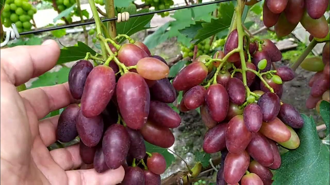 Виноград Красава Grapes, Fruit, Food