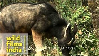 Serow grazing in Himalayan forest