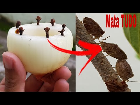 Coloque cravos na cebola (veja o resultado)