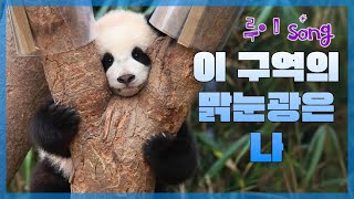 루이바오 주제곡 '이 구역의 맑눈광은 나' #ruibao #루이송 @withEverland @ppuppatv @SBSANIMAL