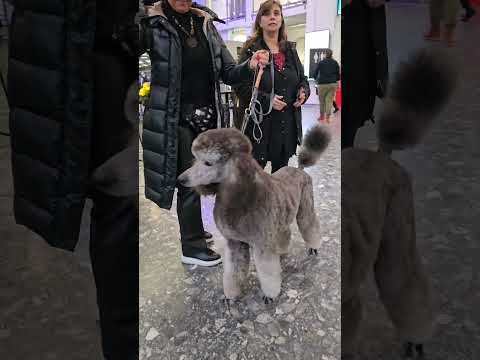 NE BU GÜZELLİK!?! #shorts #shortvideo #keşfet #dog #köpek #doglover #poodle