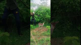 deer #caching #real #deer #trending #animals #vfx #viralshort