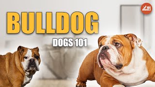 BULLDOG Breed 101: A Lovable Companion with a Fascinating History by Animals101 803 views 1 year ago 2 minutes, 32 seconds