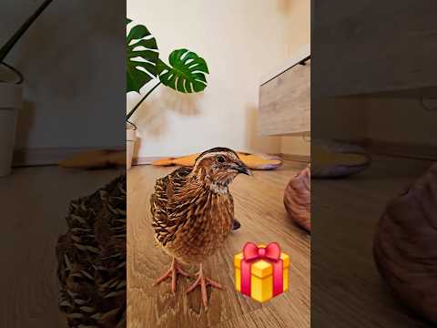 День Рождения Киви!