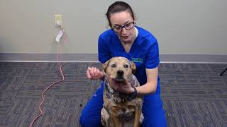 How to Give Eye Ointment to Large Dogs | IndyVet Animal Hospital