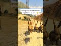 Trolling Low Levels as a Fake Huge Rabbit in GTA 5😂 #gta #gta5 #gtaonline #funny #fyp gaming