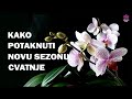 Kako potaknuti NOVE cvjetne grane na PHALAENOPSIS orhideji - TOP savjeti za zimsku sezonu