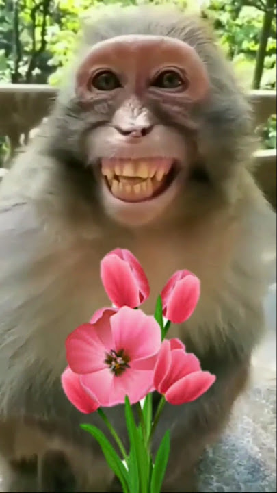 nakal utarane wala Bandar 🙊🙈🙉 dubbing monkey 🐒#sorts #viral #funny #comedygold #comedy #comedyfilms
