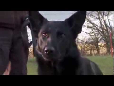 Northumbria Police Dog - Jay gateshead fc