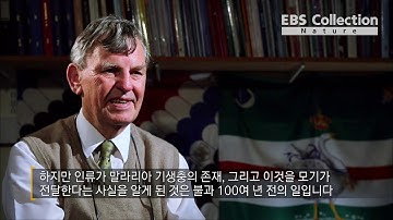 사람을 가장 많이 죽이는 3대 감염질병 | 말라리아