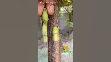 grape VINE grafting-how to grafting grape tree new technique easy method #vines #grafting