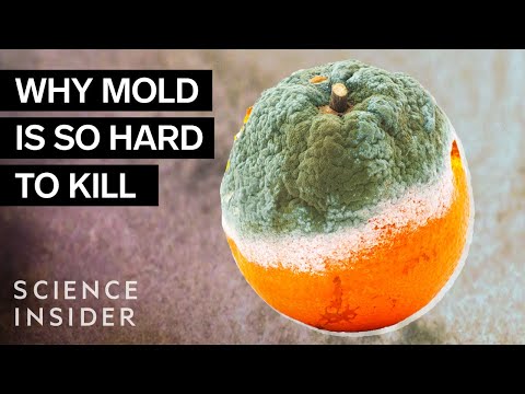 Video: At what temperature does mold die: methods of control and effective methods for the destruction of mold fungi