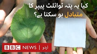 Could this plant replace toilet paper? - BBC URDU screenshot 3