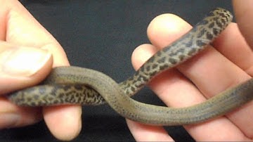 Granite Spotted Python Update