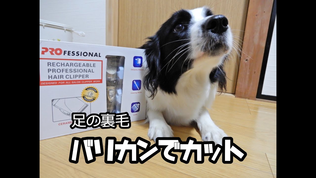 ボーダーコリーの足の裏毛 バリカン初カット Youtube