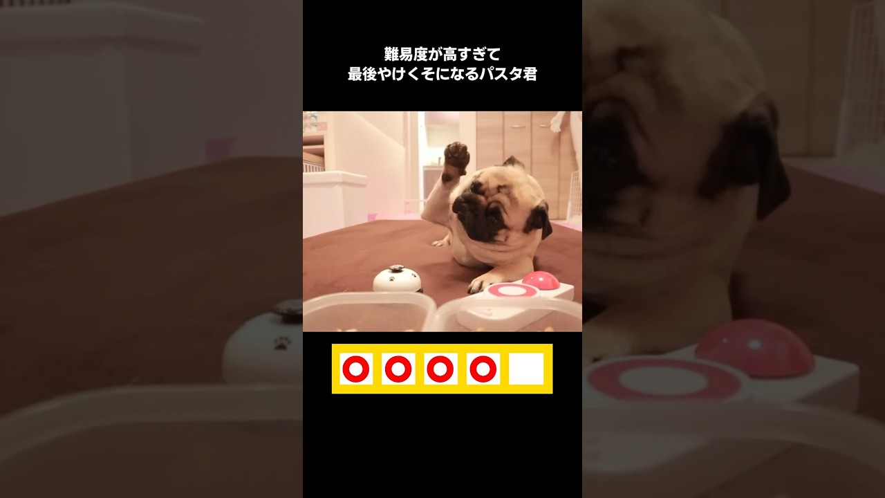 My pug is trying to take a buzzer quiz (high levels of difficulty
