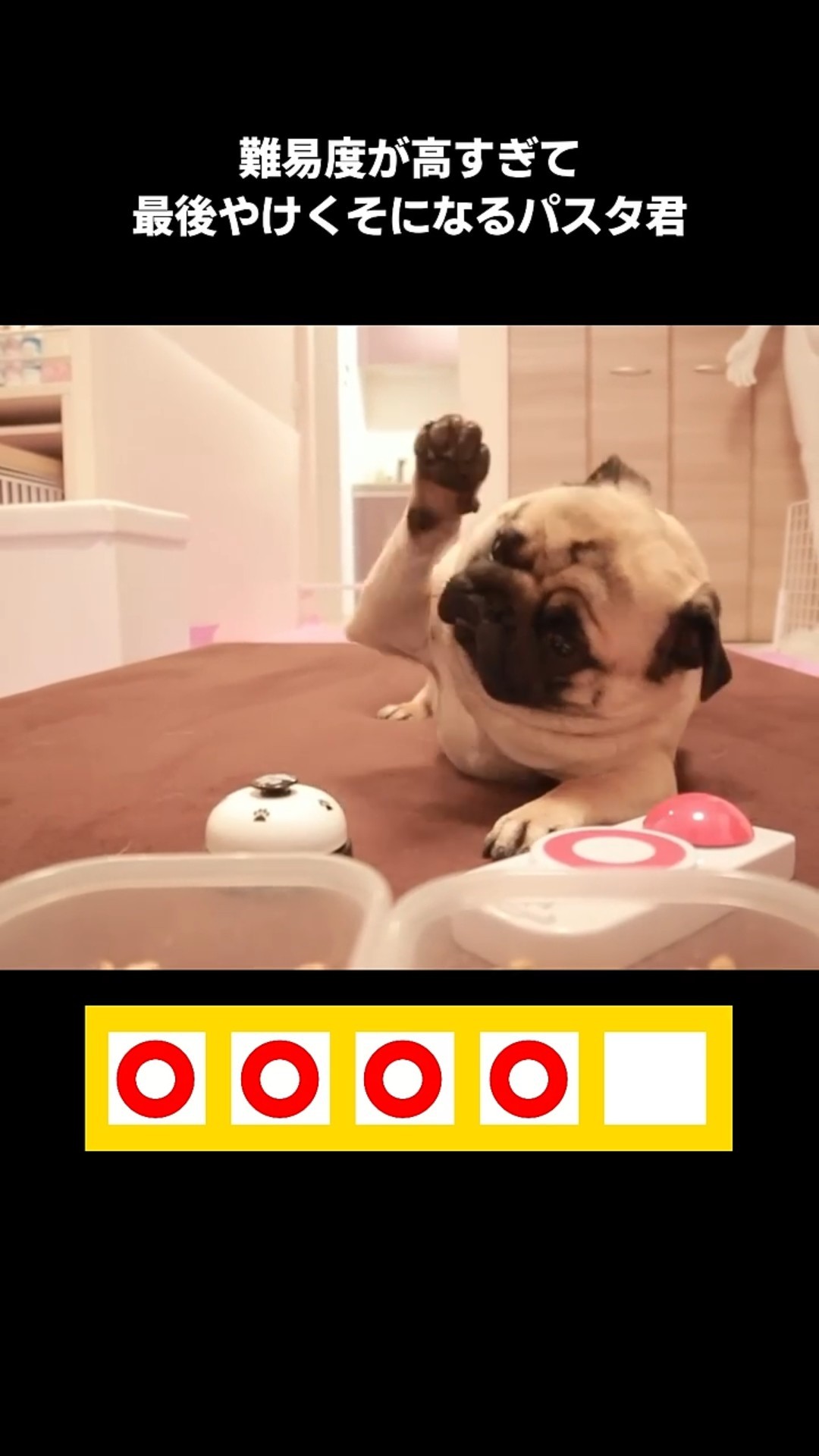My pug is trying to take a buzzer quiz (high levels of difficulty