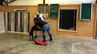Doberman Super Star Valor 9 Mo's Early Control Work Protection Training