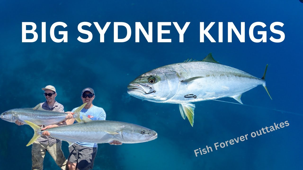 Catching Big Sydney Kingfish