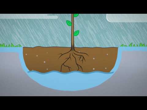 Video: Planting An Apple Tree In Spring: How To Properly Plant A Seedling In Siberia And The Urals? How To Plant An Apple Tree With A Closed Root System In Open Ground?