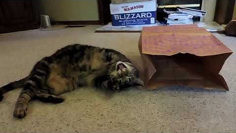 Giving my cat a catnip paper bag