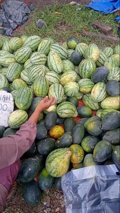 obral buah semangka