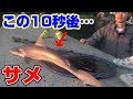 堤防からサメが釣れた後のカイ君の行動が衝撃的だった件