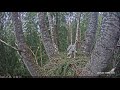 Goshawk kidnaps little eagle chick~Latvia~2020-07-05