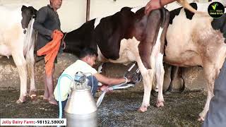 जोली डेयरी एच एफ की मिल्किंग देखो ! जो बोला उससे अधिक निकाल के दिखाया | 