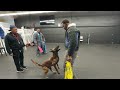 What good is your K9 training if you can’t do it around distraction??