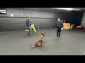 What good is your K9 training if you can’t do it around distraction??