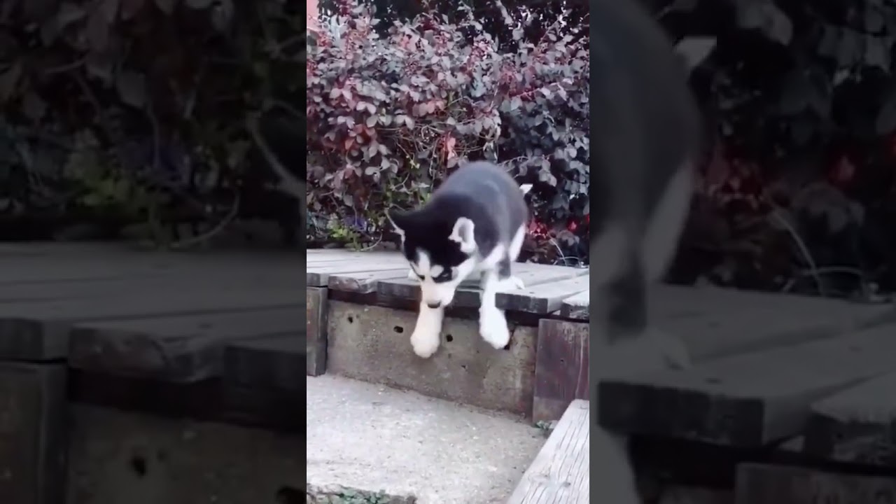 Baby Husky failed to clear the game 