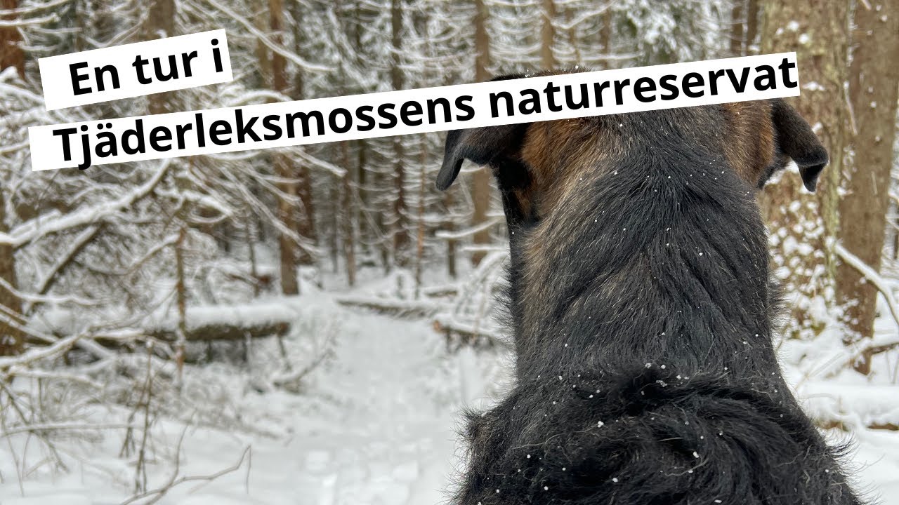 Tjäderleksmossens naturreservat, öster om Uppsala