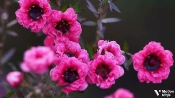 وإلي ثمود أخاهم صالحا الربع الرابع من الجزء الثاني عشر من سورة هود الحصري المعلم للقران الكريم 🌿