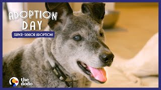 19YearOld Shelter Dog Finally Gets Adopted | The Dodo Adoption Day