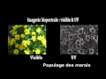 Les fleurs vues par les insectes pollinisateurs - Les motifs UltraViolets des fleurs