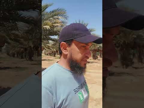 انتاج نخيل المجدول الفعلي و سعره دردشة حول المجدول معلومة ع الماشي الاستثمار الزراعي نخيل مجدول