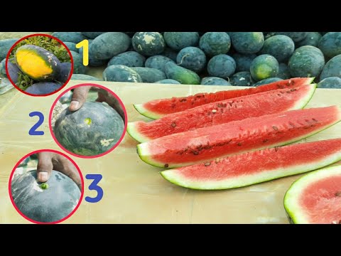 Top Three Best Mysterious method to know sweet and ripe watermelon
