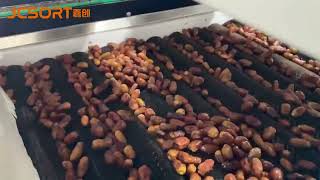 Efficient Date Washing & Size Grading Machine | Increase Quality & Productivity