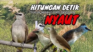 Trucuk BETINA memanggil Jantan Suara Birahi Ngecuplik 100% pancingan trucukan gacor agar BUNYI EMOSI